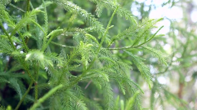 带有阳光和耀斑的特写松树