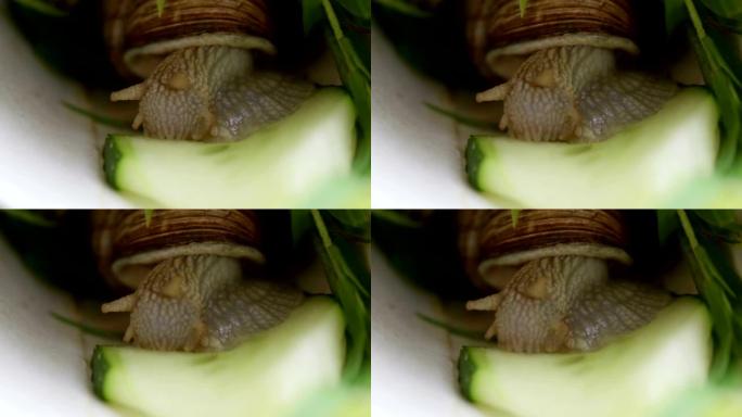 特写蜗牛吃蔬菜。花园蜗牛特写吃绿色黄瓜。