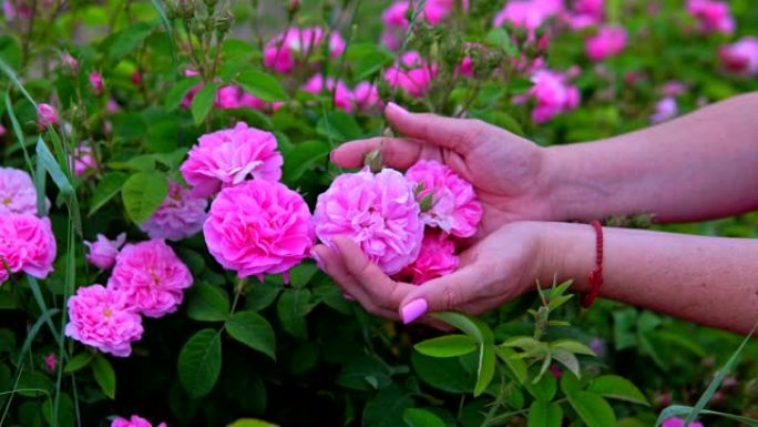 女人的手触摸花园中的粉红色玫瑰花朵