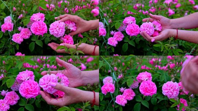 女人的手触摸花园中的粉红色玫瑰花朵