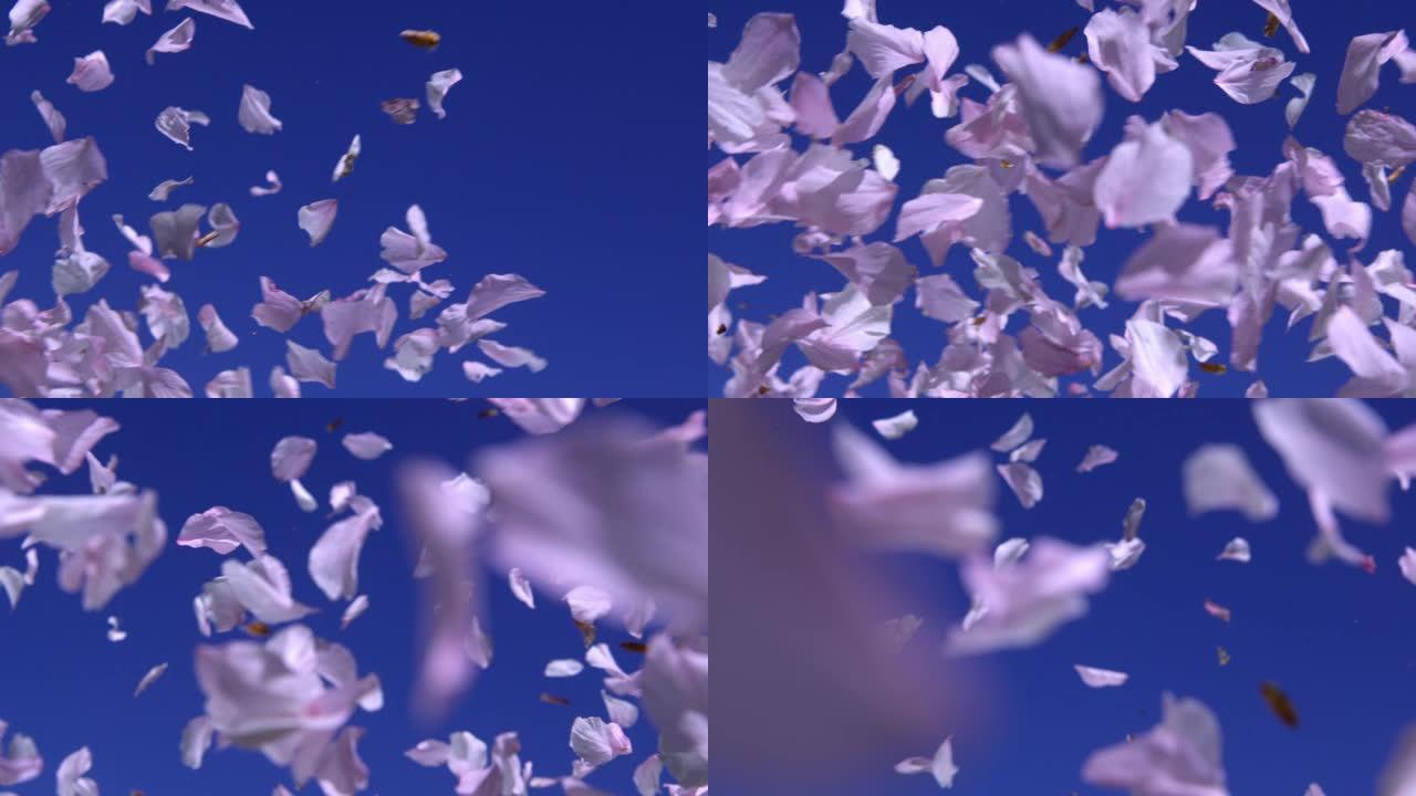 许多樱花花瓣在蓝天上飞翔