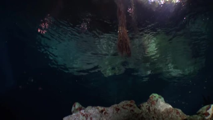 墨西哥尤卡坦岛水下洞穴之美。