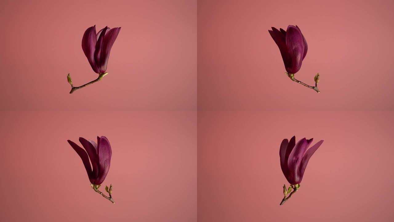 木兰 (Magnolia virginiana)。孤立的木兰花围绕垂直轴旋转的视频。花悬浮在空中。