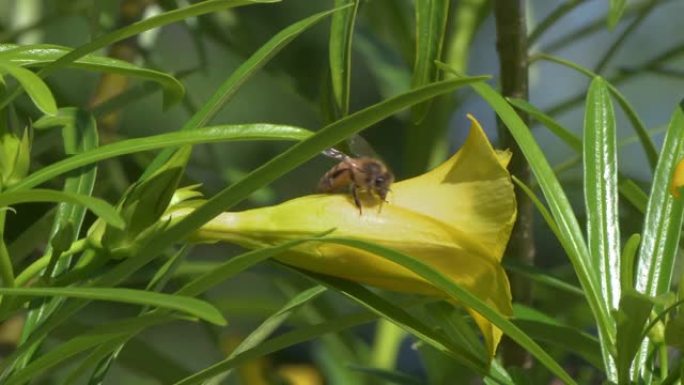 蜜蜂以夹竹桃树上的花蜜为食