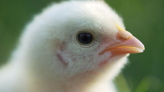 在绿草场上关闭新生家禽黄鸡嘴。美丽可爱的小鸡在农场设计和装饰。复活节概念