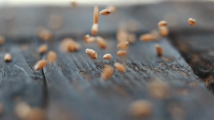 木头上的麦堆，木头桌上的麦粒-丰收，