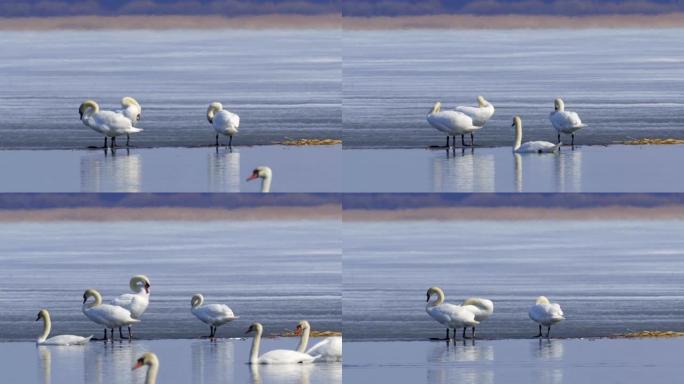 一群天鹅在春天的湖上休息。天鹅在浮冰上休息并刷羽毛。