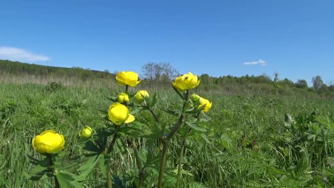 小金莲花的黄色花，globeflower。