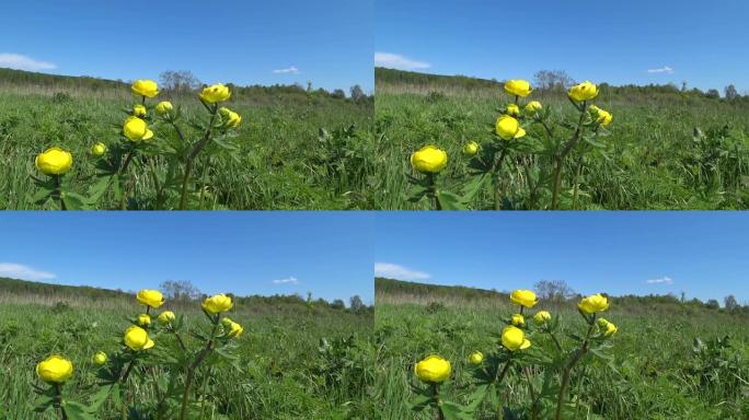 小金莲花的黄色花，globeflower。