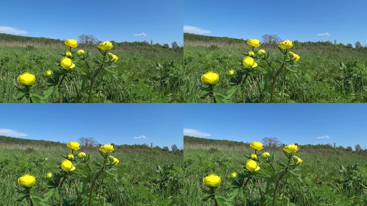 小金莲花的黄色花，globeflower。