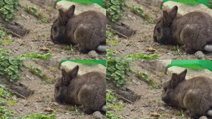 一只吃草的褐矮兔