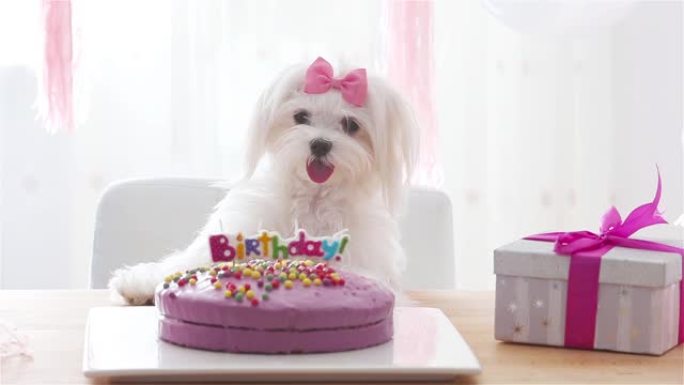 可爱的狗与蝴蝶结和生日蛋糕