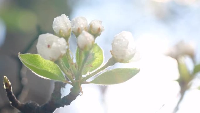 梨花在大自然中雨后雨滴