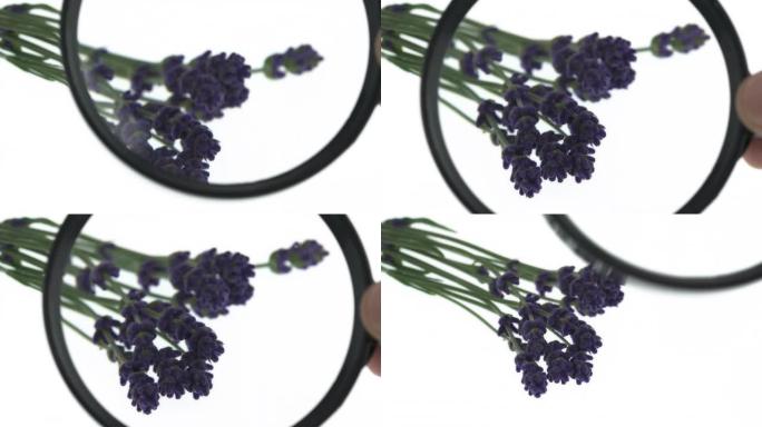 通过放大镜看到的薰衣草芽的紫色花序特写。孤立，在白色背景上