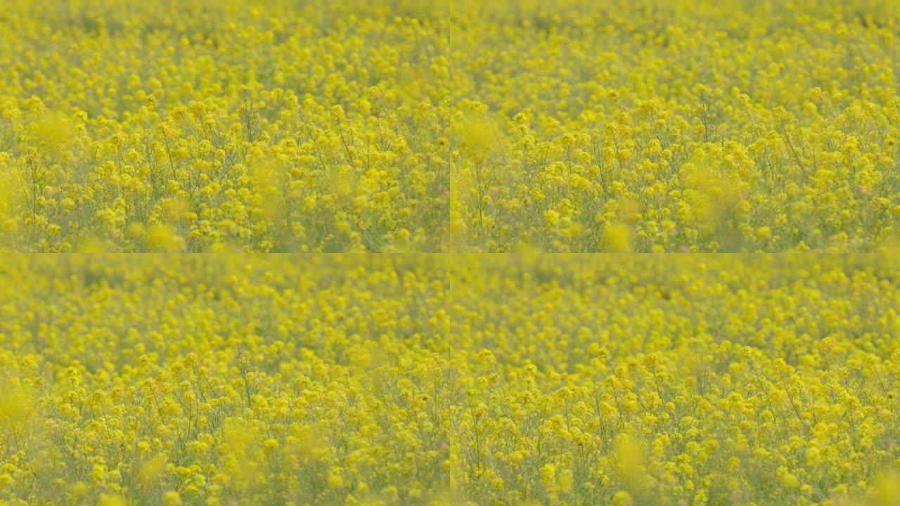 油菜花在风中摇曳自然优美微风摇曳黄花黄色