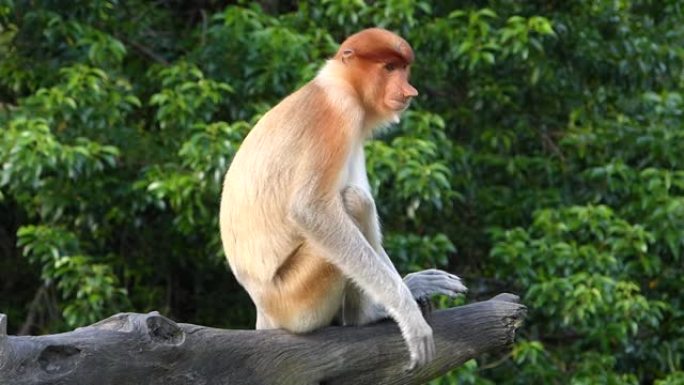 雌性长鼻猴 (Nasalis larvatus) 坐在马来西亚婆罗洲沙巴州拉布克湾的一棵树上