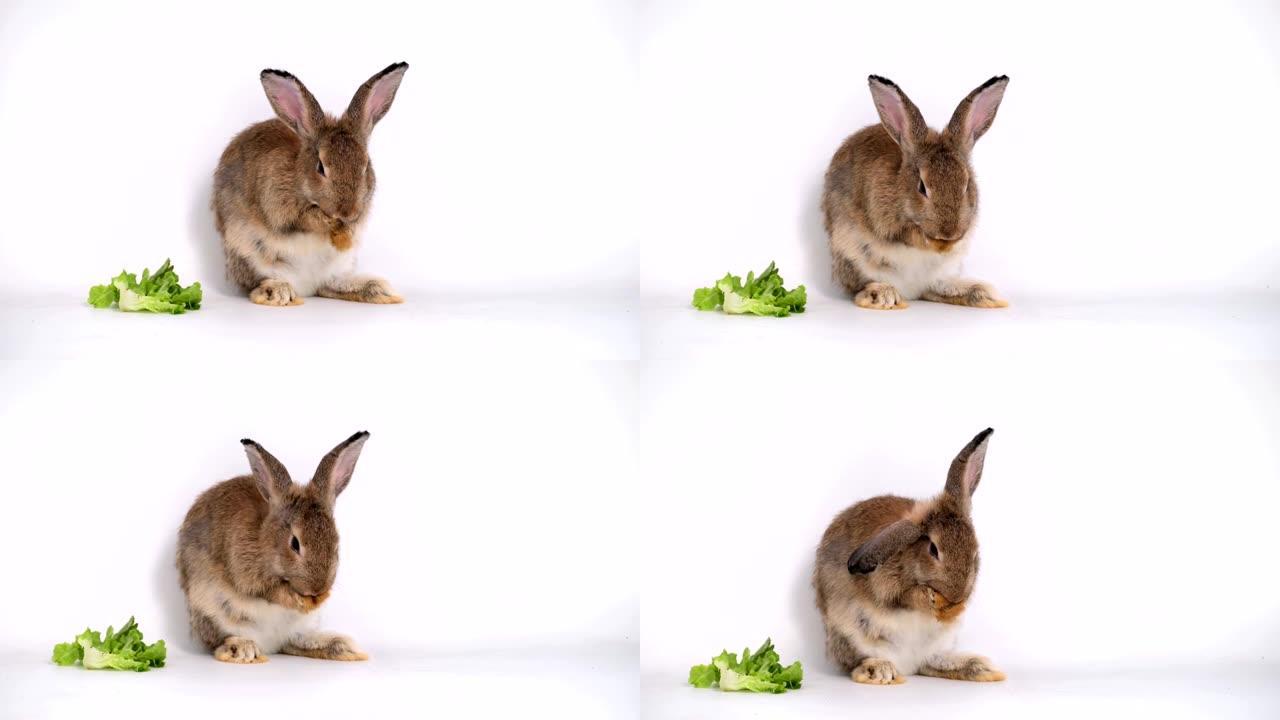 非常可爱的小棕色兔子兔子站在白色屏幕背景上清洁面部和耳朵，舔脚