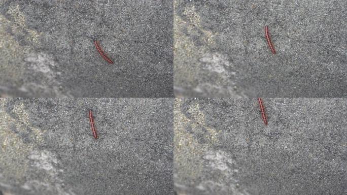 红色黑色蜈蚣在石墙上爬行重新聚焦