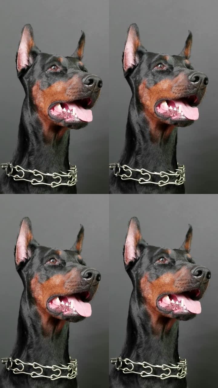 黑色和棕色的杜宾犬穿着钢狗项圈，在积极玩游戏后坐着呼吸，家犬在拍照环节摆姿势，智能手机垂直屏幕