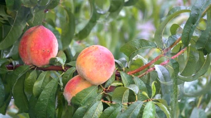 雨滴落在桃子上准备收获