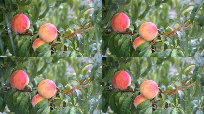 雨滴落在桃子上准备收获