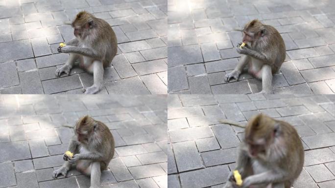 长尾猴在乌布巴厘岛的圣猴森林吃玉米