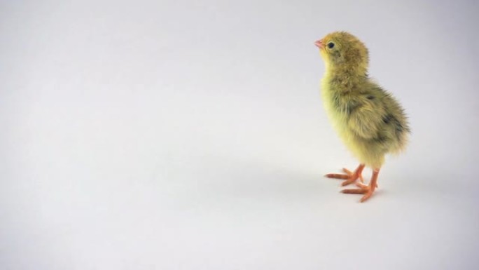 新生蓬松鹌鹑小鸡