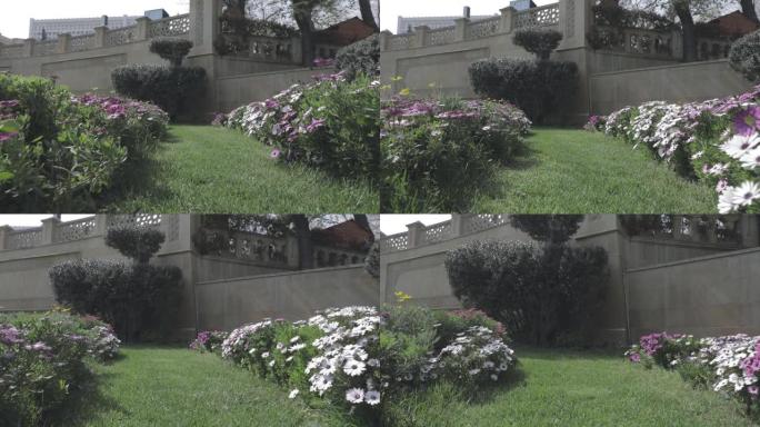 清新的绿色草地和盛开的花朵。相机在五颜六色的花朵穿过城市公园
。阿塞拜疆巴库