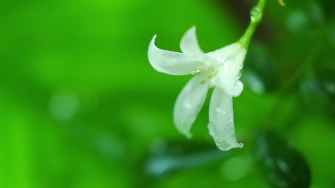 多雨的气氛中白花