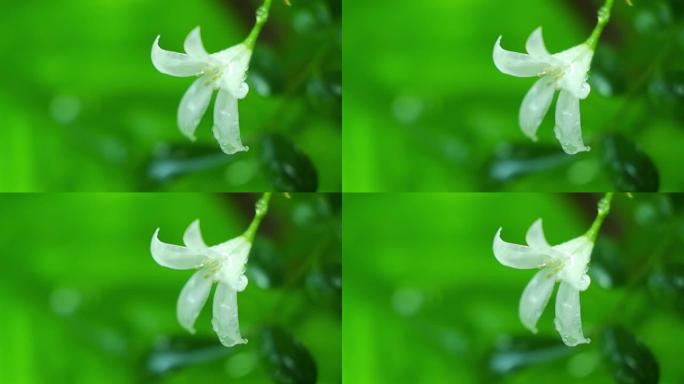 多雨的气氛中白花