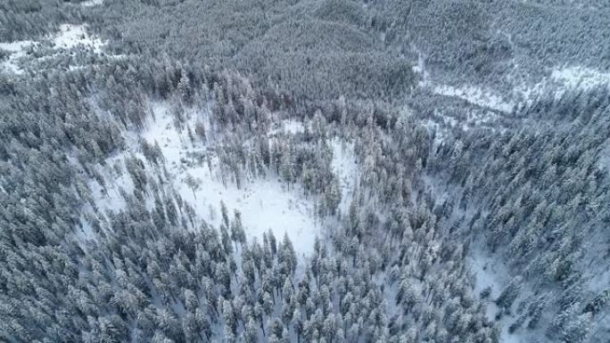 美丽的高雪枞树的鸟瞰图