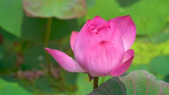 可爱的粉红色睡莲在灿烂的夏日阳光乡村生活下，在荷花池中郁郁葱葱的叶子中绽放。
