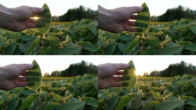 农民在耕地中检查年轻的大豆植物的生长，在日落时分的农业大豆田行。