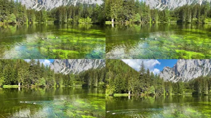 奥地利绿色湖奥地利绿色湖野鸭野生动物