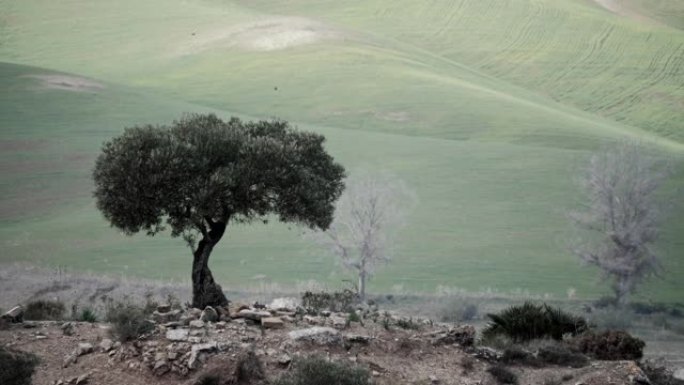 山上的橄榄树。西班牙风景