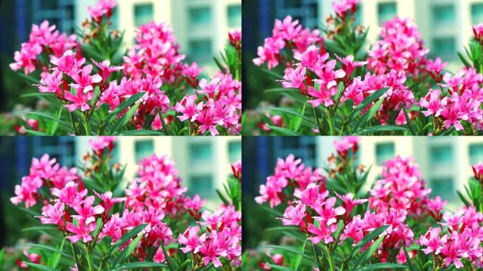 夹竹桃、甜夹竹桃或玫瑰湾粉色花束在花园里盛开