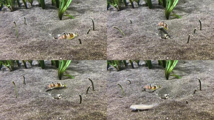 在海边的草地上，花园鳗鱼从沙子中冒出来，而gudgeons清洁了周围的沙子