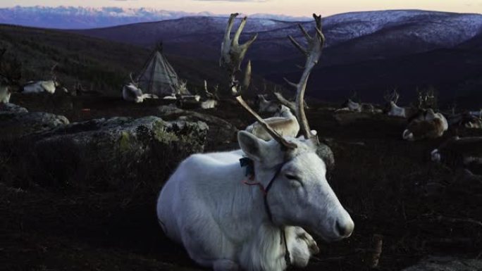 驯鹿在冬天靠近蒙古的帐篷