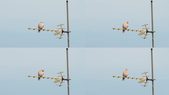 一只坐在天线上的欧亚领鸽子