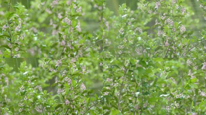 树樱桃枝与花在雨中