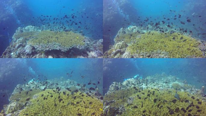 海洋水肺潜水，水下彩色热带珊瑚礁海景。海洋深处的海洋鱼类。软硬珊瑚水生生态系统天堂背景。水上极限运动
