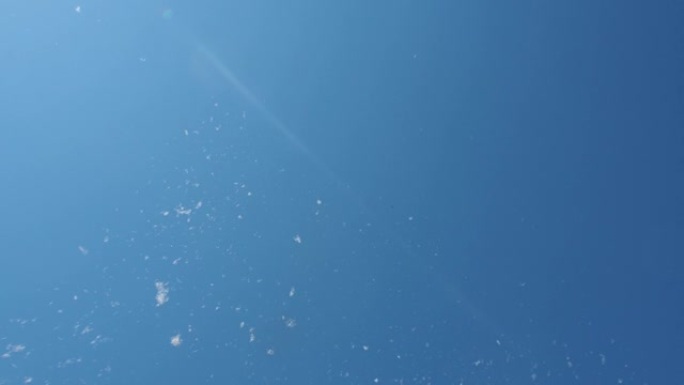 蒲公英种子在蓝天上飞翔。