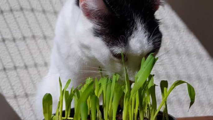 猫在阳光下吃草。
