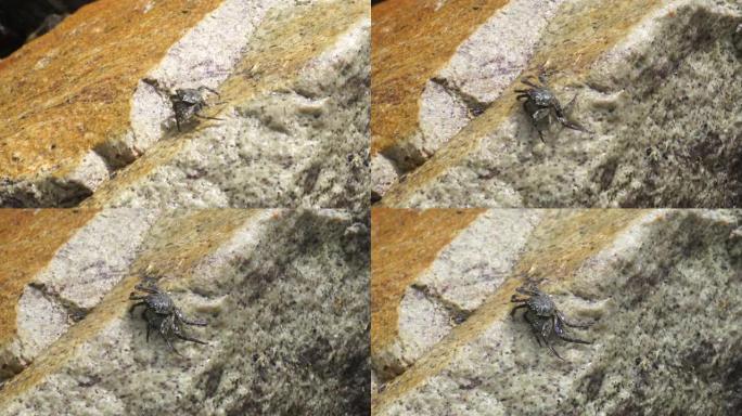 斯里兰卡攀岩的螃蟹