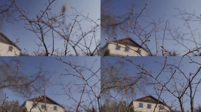 春天的蓝莓灌木