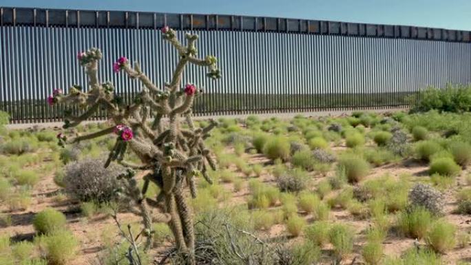 在新墨西哥州的沙漠中，有着美丽的洋红色花朵的藤蔓花冠，背景是边界墙