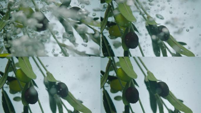 橄榄树树枝和上面的橄榄很快进入水中。
