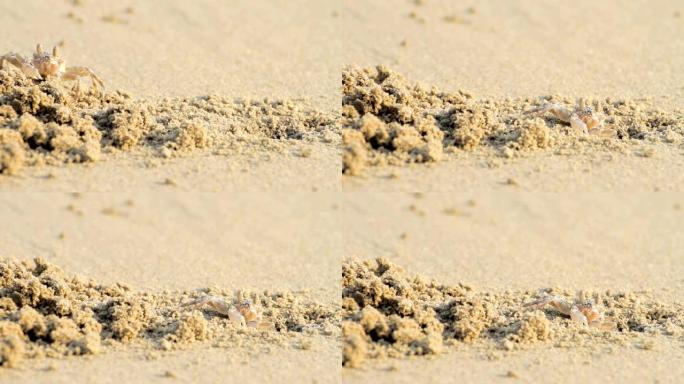 鬼蟹藏在沙滩上