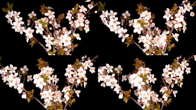 樱桃树树枝上绽放白花