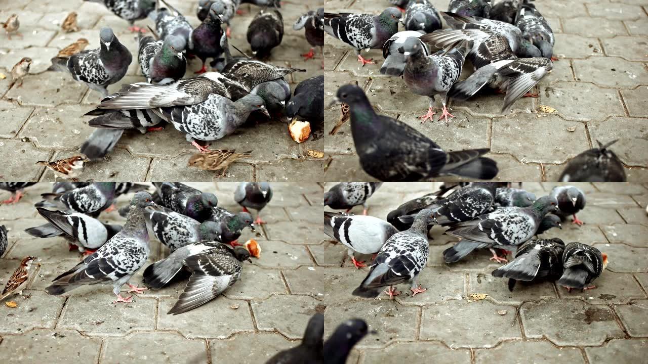 在公园里觅食的鸽子群